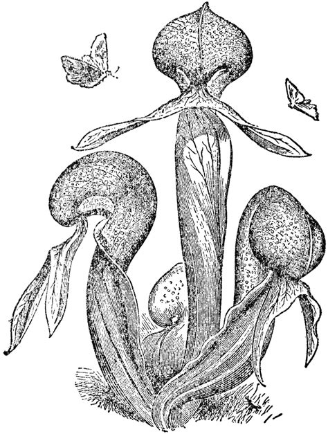 Darlingtonia Californica | ClipArt ETC