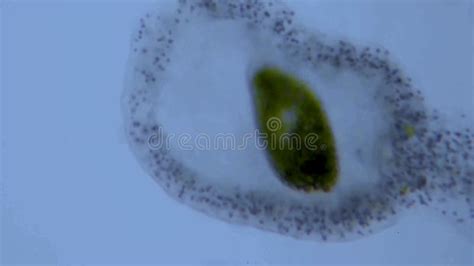 Amoebae Microbiology Under the Microscope. Stock Video - Video of microbiology, cytoplasm: 256002511