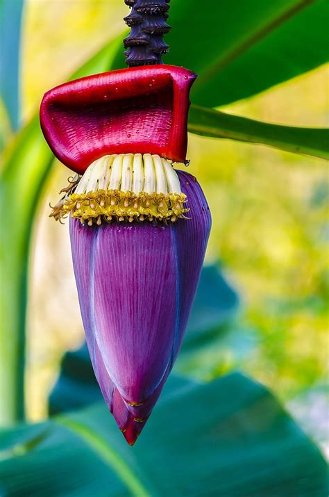 Download free photo of Banana tree flower,flower,banana,tree,tropical - from needpix.com