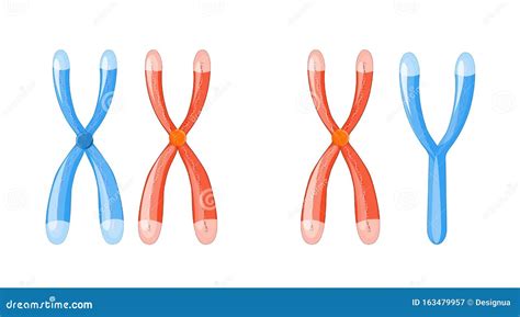 X and Y Chromosomes with Dna on a White Background Stock Vector - Illustration of diagram ...