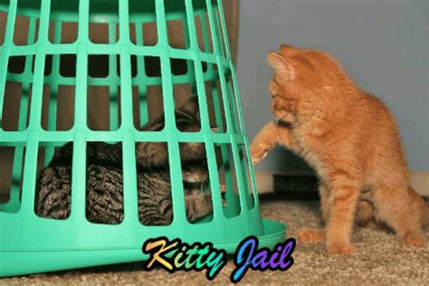 via GIPHY | Giphy, Animated gif, Kitty