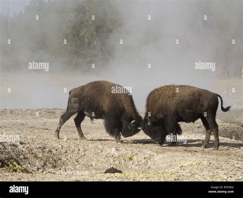 Male bison fighting by Yellowstone hot spring Stock Photo - Alamy