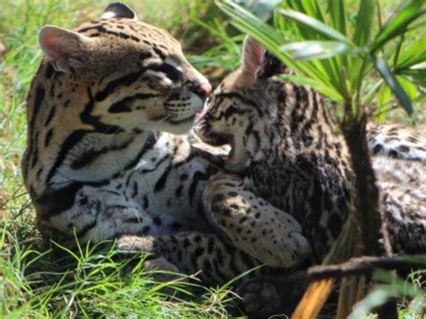 Cincinnati Zoo breeding program helps keep Brazilian ocelots walking ...