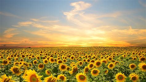 22 Sunflower Field Wallpapers - Wallpaperboat