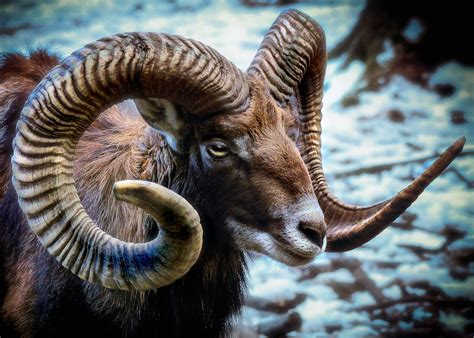 This Mouflon Sheep's horns! : natureismetal