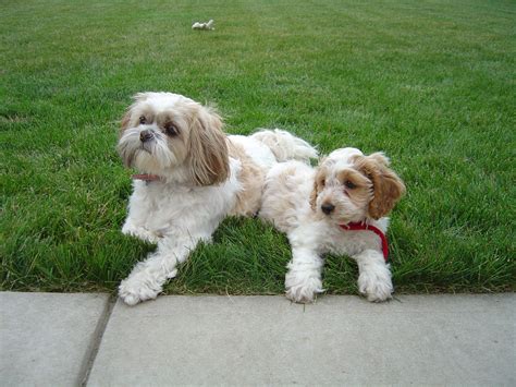 Shih Tzu Mix Dogs