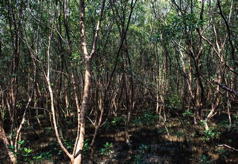 Mangrove forest conservation area | Stock image | Colourbox