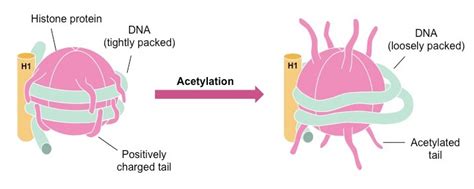 What are chromatin states