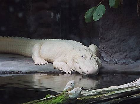 Albino Crocodile