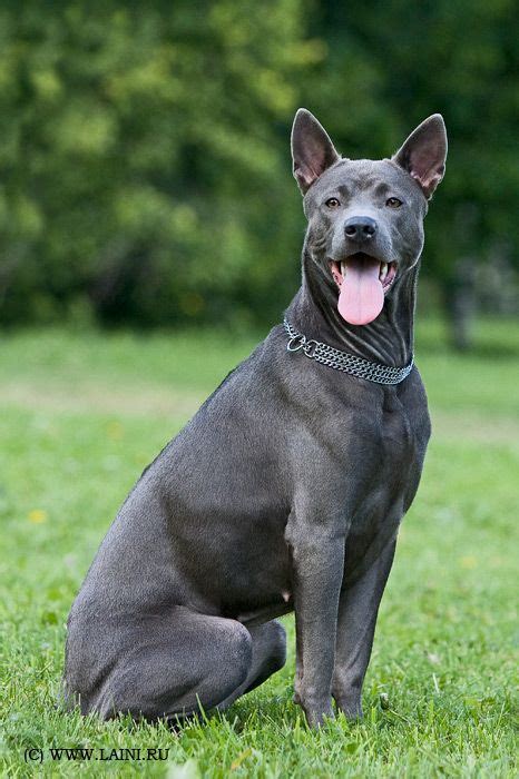 1000+ images about Thai ridgeback dog on Pinterest | Beautiful, Dog show and Rare dog breeds