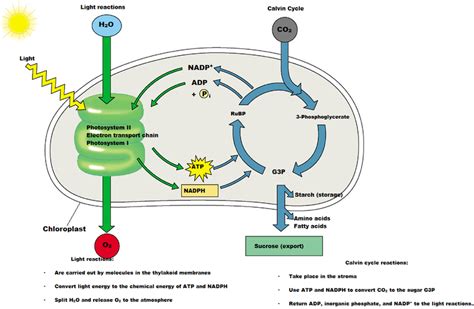 AP Biology Blog - Mark Ingram P.7: Investigation 5: Photosynthesis