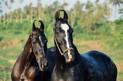 Marwari Horse: Care, Cost & History (2024) | Horses Only