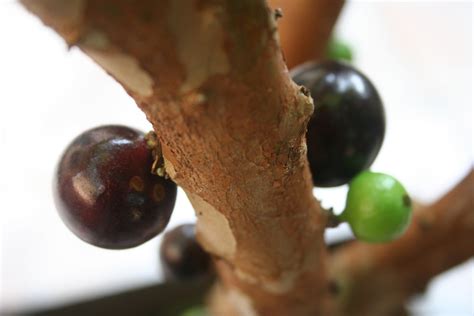 Jabuticaba 2 Free Photo Download | FreeImages