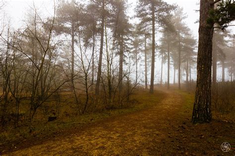 Foggy Forest Path 'Lake' | Foggy forest, Forest path, Foggy