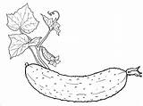 Cucumber Coloring Page sketch template