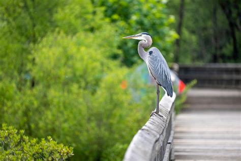 Great Blue Heron Flying · Free Stock Photo