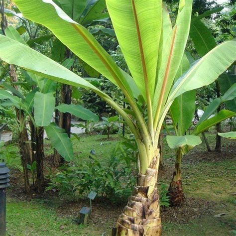 Ensete Glaucum Seeds Snow Banana Garden MUSA Tree Massive Flower 10 Seeds Easy | eBay