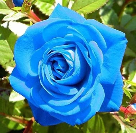 50/100 Blue Rose Seeds/ Flower Bush Perennial Flowers Seed | Etsy