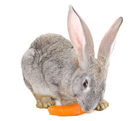 1,600+ Rabbit Eating Carrot Stock Photos, Pictures & Royalty-Free ...