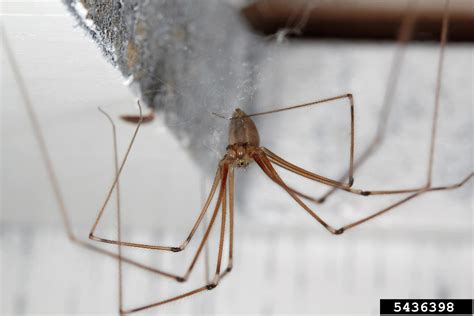 cellar spiders (Genus Pholcus)