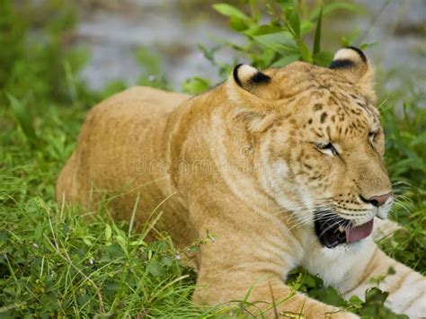 Liger Female Face. Aka White Tiger Stock Image - Image of tongue ...