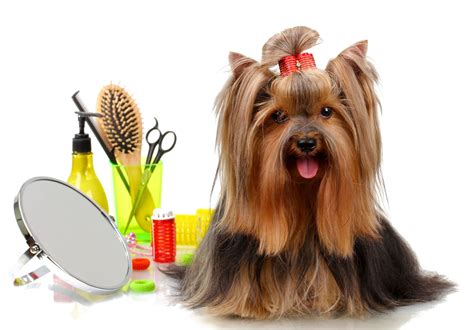 Grooming Stars - Mobile Dog Grooming Santa Monica