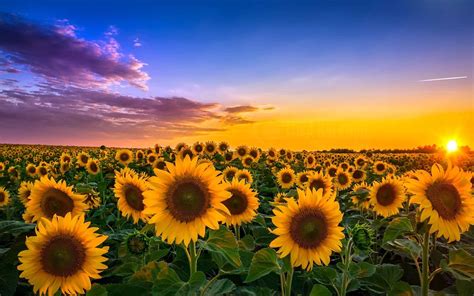 Summer Sunflower Desktop Wallpaper