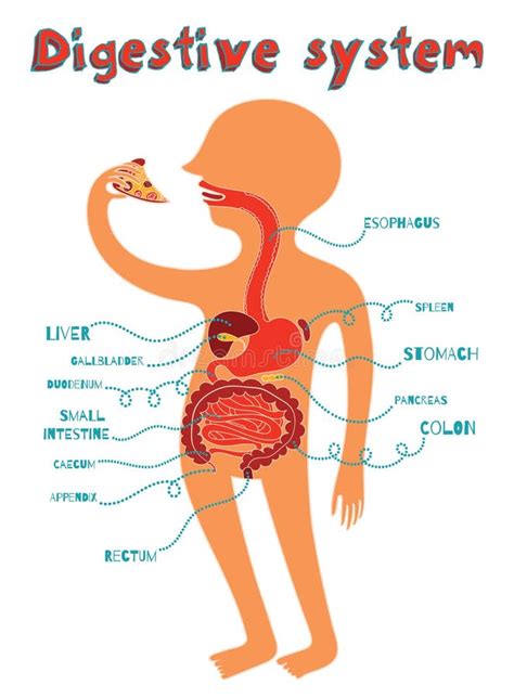 Vector Illustration of Human Digestive System for Kids Stock Vector ...