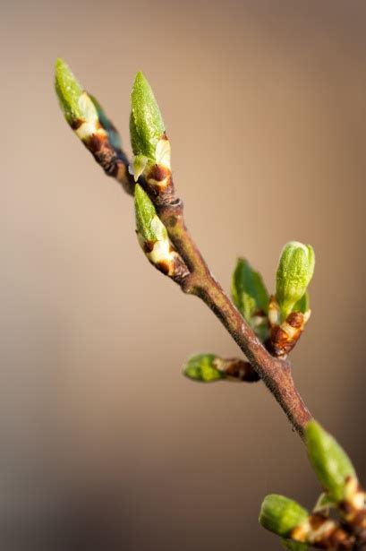 Tree Buds Free Stock Photo - Public Domain Pictures