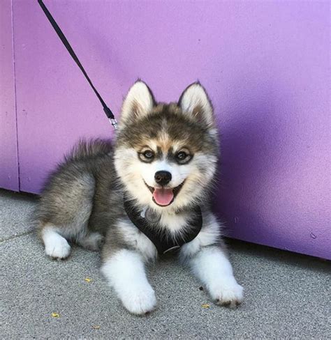 Husky-pomeranian-puppy-norman-the-pomsky | Pomsky dog, Pomeranian puppy, Dog breeds