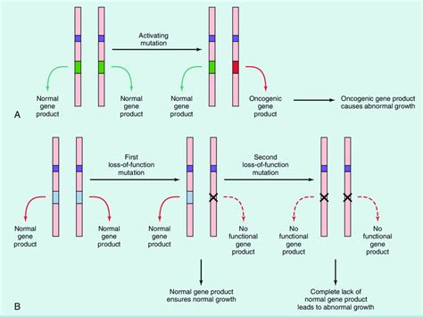 8 Difference between an oncogene and a tumor suppressor gene. A,... | Download Scientific Diagram