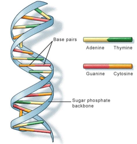 Structure of DNA - Class 10, Heredity and Evolution