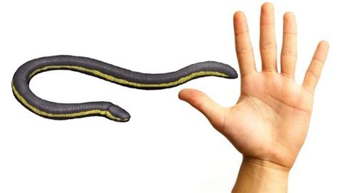 The common yellow-banded Caecilian, Ichthyophis... - The Evolution of ...