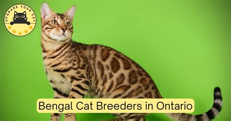 Top 7 Bengal Cat Breeders Ontario | Kittens & Cats for Sale