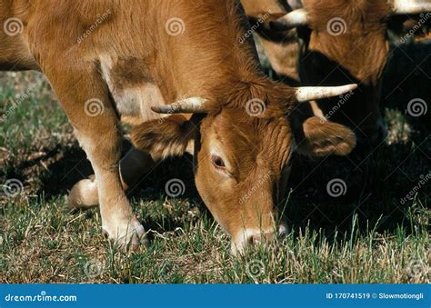 LIMOUSIN stock image. Image of rearing, limousin, adult - 170741519