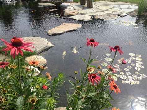 Pretty flowers highlight a pretty pond. #YorkPA #LancasterPA #HarrisburgPA #ponds #koipond # ...