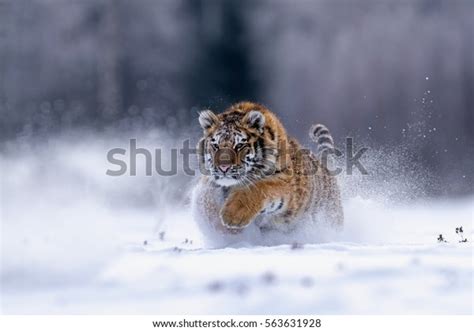 Young Siberian Tiger Attacking Prey Panthera Stock Photo 563631928 ...