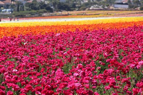 Waking Up With the Whitmores: Carlsbad Flower Fields