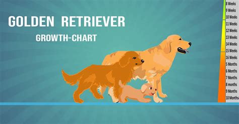 Golden Retriever Weight And Growth Chart All You Need To Know