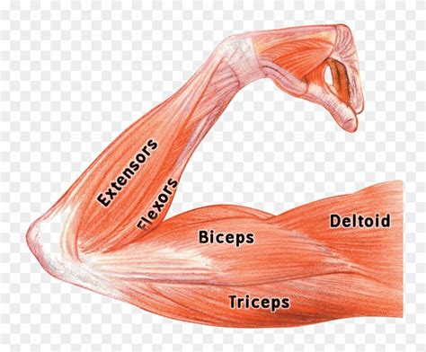 Muscle Png Image Background - Arm Muscle Flex Anatomy, Transparent Png - 750x616(#6547838) - PngFind