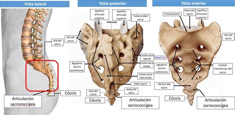 Anatomía del sacro | Dolopedia