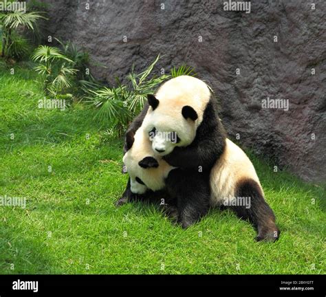 two panda playing Stock Photo - Alamy