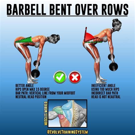 √ Bent Over Rows Correct Form