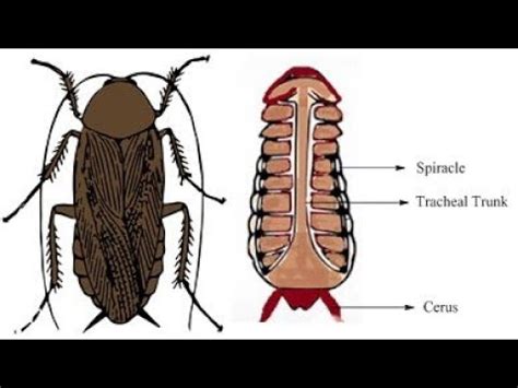 Tracheal Respiration In Cockroach - YouTube