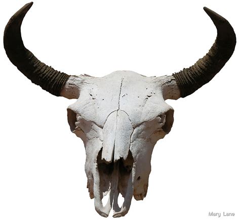 "Cow Skull" by Mary Lane | Redbubble