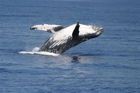 Maui Whale Watch Guide - Humpback Migration - Hawaii Ocean Project ...