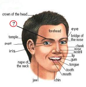 Parts of the Face: Vocabulary for People