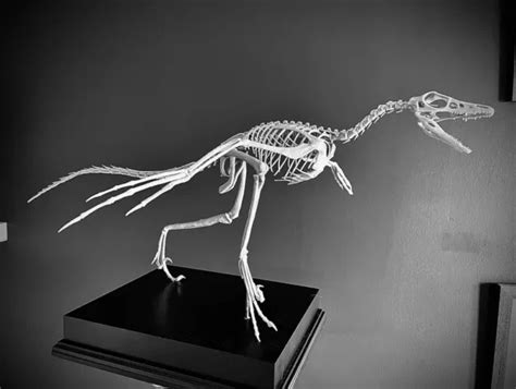 MICRORAPTOR GUI - Life Size Dinosaur Fossil Replica Skeleton, Model Kit ...