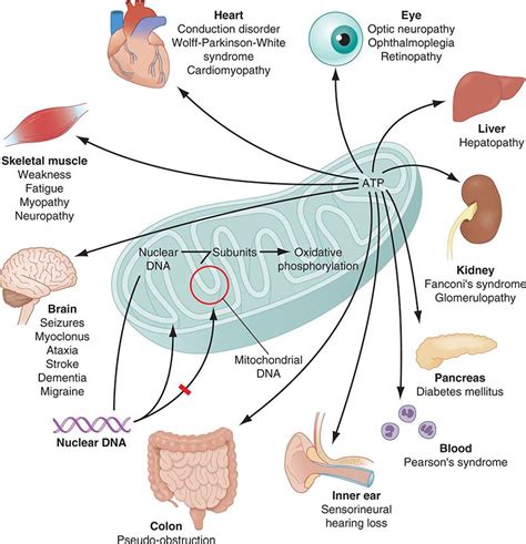 Mitochondrial DNA and Heritable Traits and Diseases | Basicmedical Key