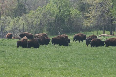 Wildlife Prairie Park - Animal Wildlife